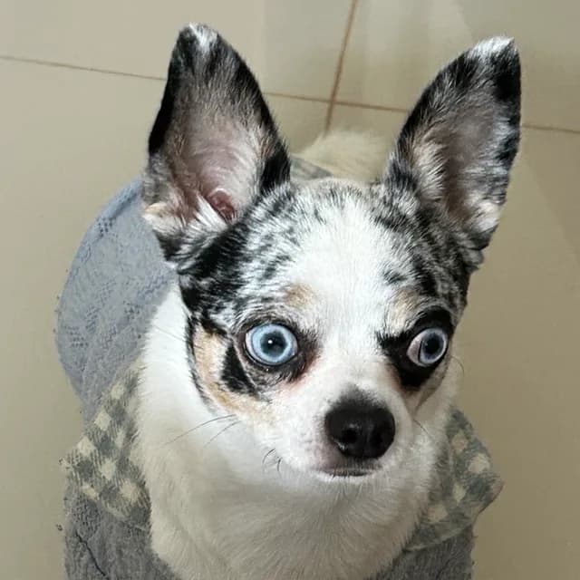 Lineu, o cachorro da família, de colete cinza e gola xadrez.